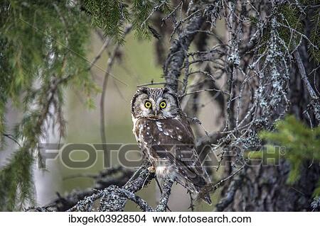 "Boreal Owl or Tengmalm's Owl (Aegolius funereus), Kuusamo, Finland, Europe" View Large Photo Image Picture - "Boreal Owl or Tengmalm's Owl (Aegolius funereus), Kuusamo, Finland, Europe". Fotosearch
