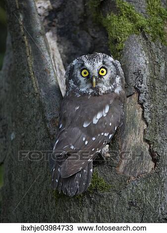 "Boreal Owl or Tengmalm's Owl (Aegolius funereus), Rhineland-Palatinate, Germany, Europe" View Large Photo Image Stock Image - "Boreal Owl or Tengmalm's Owl (Aegolius funereus), Rhineland-Palatinate, Germany, Europe". Fotosearch