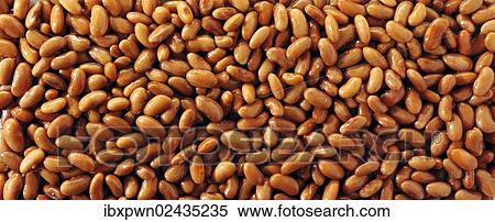 Borlotti beans View Large Photo Image Stock Photography - Borlotti beans. Fotosearch