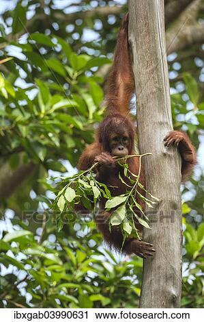 Stock Image - "Bornean Orangutan (Pongo pygmaeus), juvenile on a tree, feeding on leaves, Singapore, Asia". Fotosearch