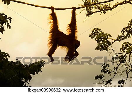Stock Image - "Bornean Orangutan (Pongo pygmaeus) hanging on a rope, Singapore, Asia". Fotosearch