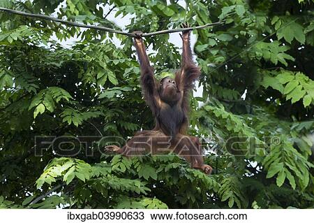 Stock Image - "Bornean Orangutan (Pongo pygmaeus) hanging on a rope, Singapore, Asia". Fotosearch