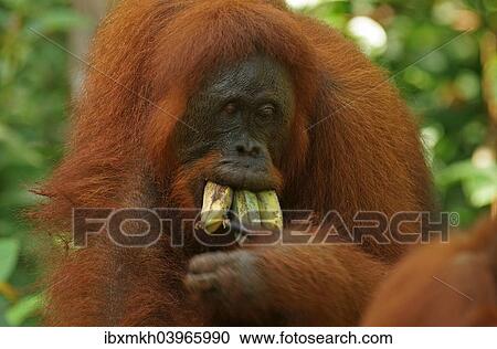 Stock Image - "Bornean Orangutan (Pongo pygmaeus), Tanjung Puting National Park, Central Kalimantan, Borneo, Indonesia, Asia". Fotosearch