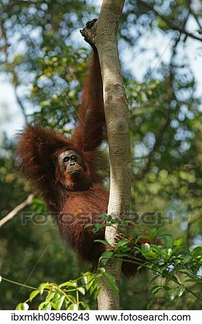 "Bornean Orangutan (Pongo pygmaeus), Tanjung Puting National Park, Central Kalimantan, Borneo, Indonesia, Asia" View Large Photo Image Stock Image - "Bornean Orangutan (Pongo pygmaeus), Tanjung Puting National Park, Central Kalimantan, Borneo, Indonesia, Asia". Fotosearch