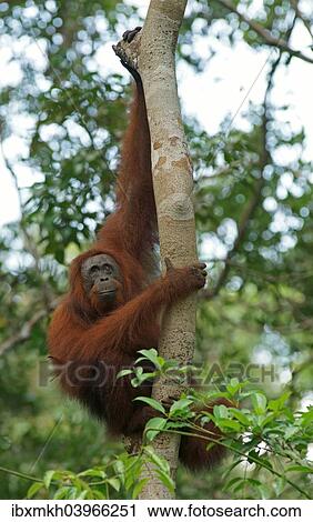 "Bornean Orangutan (Pongo pygmaeus), Tanjung Puting National Park, Central Kalimantan, Borneo, Indonesia, Asia" View Large Photo Image Stock Image - "Bornean Orangutan (Pongo pygmaeus), Tanjung Puting National Park, Central Kalimantan, Borneo, Indonesia, Asia". Fotosearch