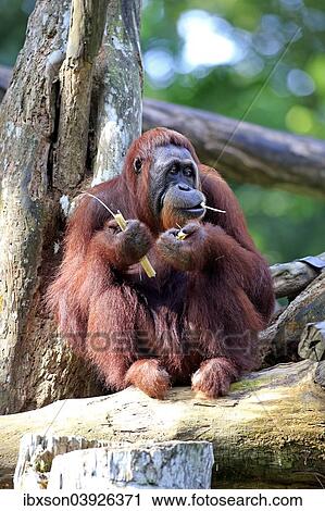 "Bornean Orangutan (Pongo pygmaeus), adult female, feeding, captive, Asia" View Large Photo Image Stock Image - "Bornean Orangutan (Pongo pygmaeus), adult female, feeding, captive, Asia". Fotosearch