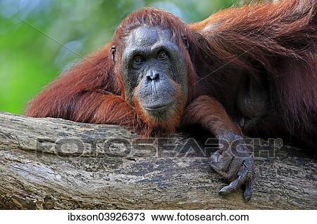 "Bornean Orangutan (Pongo pygmaeus), adult female, captive, Asia" View Large Photo Image Stock Image - "Bornean Orangutan (Pongo pygmaeus), adult female, captive, Asia". Fotosearch