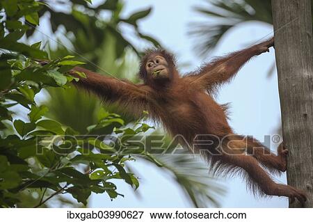 "Bornean Orangutan (Pongo pygmaeus), juvenile on a tree, feeding on leaves, Singapore, Asia" View Large Photo Image Stock Photo - "Bornean Orangutan (Pongo pygmaeus), juvenile on a tree, feeding on leaves, Singapore, Asia". Fotosearch