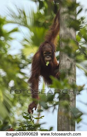 "Bornean Orangutan (Pongo pygmaeus), juvenile on a tree, feeding on leaves, Singapore, Asia" View Large Photo Image Stock Photo - "Bornean Orangutan (Pongo pygmaeus), juvenile on a tree, feeding on leaves, Singapore, Asia". Fotosearch