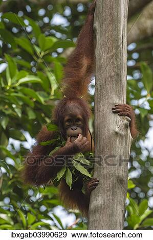 Stock Photo - "Bornean Orangutan (Pongo pygmaeus), juvenile on a tree, feeding on leaves, Singapore, Asia". Fotosearch