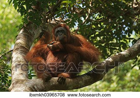 "Bornean Orangutan (Pongo pygmaeus), Tanjung Puting National Park, Central Kalimantan, Borneo, Indonesia, Asia" View Large Photo Image Stock Photo - "Bornean Orangutan (Pongo pygmaeus), Tanjung Puting National Park, Central Kalimantan, Borneo, Indonesia, Asia". Fotosearch