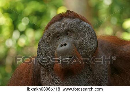 "Bornean Orangutan (Pongo pygmaeus), male, Tanjung Puting National Park, Central Kalimantan, Borneo, Indonesia, Asia" View Large Photo Image Stock Photo - "Bornean Orangutan (Pongo pygmaeus), male, Tanjung Puting National Park, Central Kalimantan, Borneo, Indonesia, Asia". Fotosearch