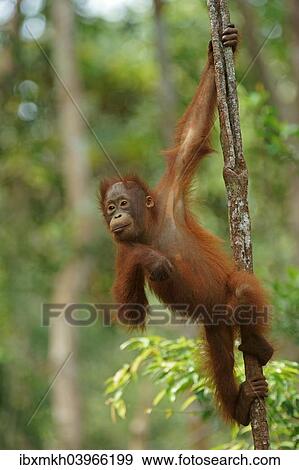 "Bornean Orangutan (Pongo pygmaeus), young, Tanjung Puting National Park, Central Kalimantan, Borneo, Indonesia, Asia" View Large Photo Image Stock Photo - "Bornean Orangutan (Pongo pygmaeus), young, Tanjung Puting National Park, Central Kalimantan, Borneo, Indonesia, Asia". Fotosearch