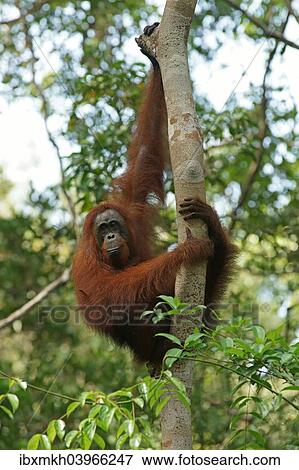 "Bornean Orangutan (Pongo pygmaeus), Tanjung Puting National Park, Central Kalimantan, Borneo, Indonesia, Asia" View Large Photo Image Stock Photo - "Bornean Orangutan (Pongo pygmaeus), Tanjung Puting National Park, Central Kalimantan, Borneo, Indonesia, Asia". Fotosearch