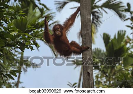 Stock Photograph - "Bornean Orangutan (Pongo pygmaeus), juvenile on a tree, Singapore, Asia". Fotosearch