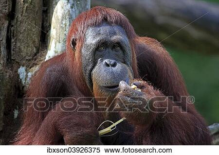 Stock Photography - "Bornean Orangutan (Pongo pygmaeus), adult female, eating, captive, Asia". Fotosearch