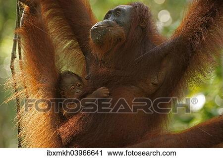 Stock Image - "Bornean Orangutans (Pongo pygmaeus), adult female with young, Tanjung Puting National Park, Central Kalimantan, Borneo, Indonesia, Asia". Fotosearch