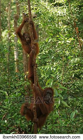 "Bornean Orangutans (Pongo pygmaeus), adult female with young, Tanjung Puting National Park, Central Kalimantan, Borneo, Indonesia, Asia" View Large Photo Image Stock Photo - "Bornean Orangutans (Pongo pygmaeus), adult female with young, Tanjung Puting National Park, Central Kalimantan, Borneo, Indonesia, Asia". Fotosearch