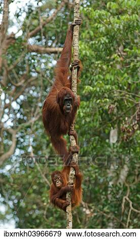Stock Photo - "Bornean Orangutans (Pongo pygmaeus), adult female with young, Tanjung Puting National Park, Central Kalimantan, Borneo, Indonesia, Asia". Fotosearch