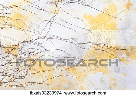 Boston Ivy on a wall in winter View Large Photo Image Picture - Boston Ivy on a wall in winter. Fotosearch