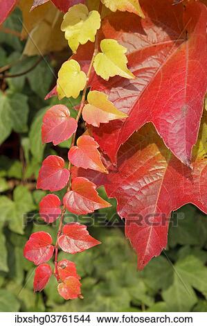 "Boston ivy (Parthenocissus tricuspidata) and ivy, Lower Saxony, Germany, Europe" View Large Photo Image Picture - "Boston ivy (Parthenocissus tricuspidata) and ivy, Lower Saxony, Germany, Europe". Fotosearch
