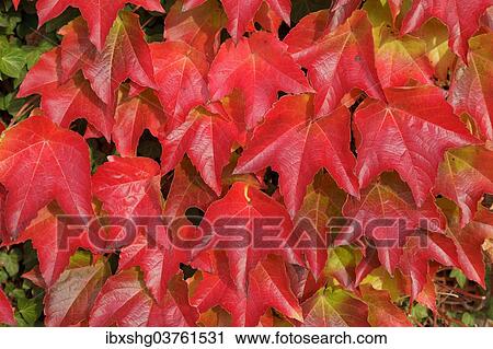 "Boston ivy (Parthenocissus tricuspidata), Lower Saxony, Germany, Europe" View Large Photo Image Stock Image - "Boston ivy (Parthenocissus tricuspidata), Lower Saxony, Germany, Europe". Fotosearch