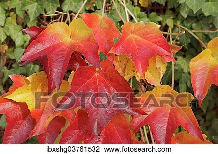 "Boston ivy (Parthenocissus tricuspidata), Lower Saxony, Germany, Europe" View Large Photo Image Stock Image - "Boston ivy (Parthenocissus tricuspidata), Lower Saxony, Germany, Europe". Fotosearch