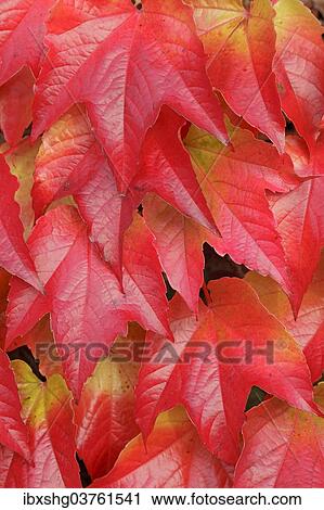 "Boston ivy (Parthenocissus tricuspidata), Lower Saxony, Germany, Europe" View Large Photo Image Stock Image - "Boston ivy (Parthenocissus tricuspidata), Lower Saxony, Germany, Europe". Fotosearch