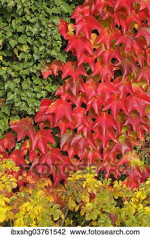 "Boston ivy (Parthenocissus tricuspidata), ivy and dog roses, Lower Saxony, Germany, Europe" View Large Photo Image Stock Image - "Boston ivy (Parthenocissus tricuspidata), ivy and dog roses, Lower Saxony, Germany, Europe". Fotosearch