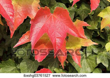 "Boston ivy (Parthenocissus tricuspidata) and ivy, Lower Saxony, Germany, Europe" View Large Photo Image Stock Photo - "Boston ivy (Parthenocissus tricuspidata) and ivy, Lower Saxony, Germany, Europe". Fotosearch
