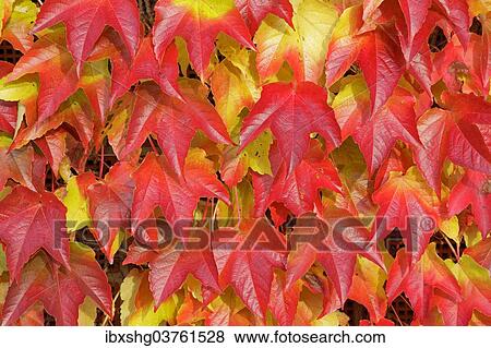 "Boston ivy (Parthenocissus tricuspidata), Lower Saxony, Germany, Europe" View Large Photo Image Stock Photo - "Boston ivy (Parthenocissus tricuspidata), Lower Saxony, Germany, Europe". Fotosearch