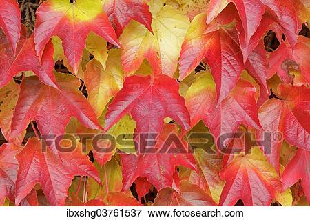 "Boston ivy (Parthenocissus tricuspidata), Lower Saxony, Germany, Europe" View Large Photo Image Stock Photo - "Boston ivy (Parthenocissus tricuspidata), Lower Saxony, Germany, Europe". Fotosearch