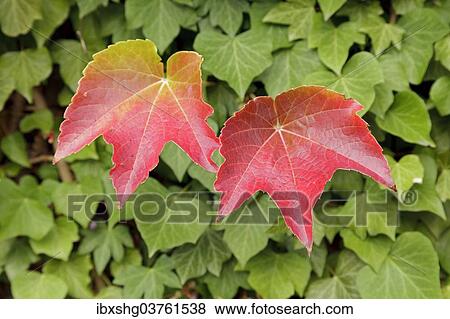 "Boston ivy (Parthenocissus tricuspidata) and ivy, Lower Saxony, Germany, Europe" View Large Photo Image Stock Photo - "Boston ivy (Parthenocissus tricuspidata) and ivy, Lower Saxony, Germany, Europe". Fotosearch