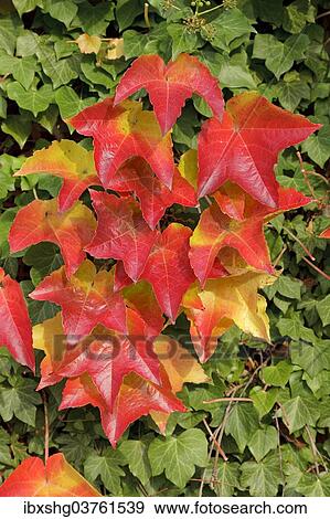 "Boston ivy (Parthenocissus tricuspidata) and ivy, Lower Saxony, Germany, Europe" View Large Photo Image Stock Photo - "Boston ivy (Parthenocissus tricuspidata) and ivy, Lower Saxony, Germany, Europe". Fotosearch