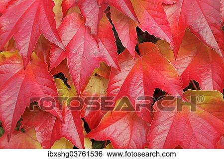 "Boston ivy (Parthenocissus tricuspidata), Lower Saxony, Germany, Europe" View Large Photo Image Stock Photograph - "Boston ivy (Parthenocissus tricuspidata), Lower Saxony, Germany, Europe". Fotosearch
