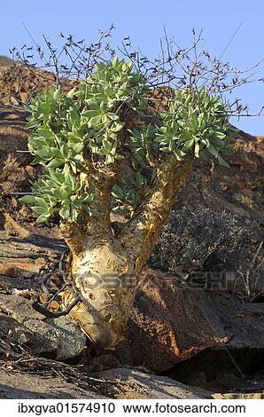 "Botterboom or Butter Tree (Tylecodon paniculatus) in habitat, Richtersveld, South Africa, Africa" View Large Photo Image Stock Image - "Botterboom or Butter Tree (Tylecodon paniculatus) in habitat, Richtersveld, South Africa, Africa". Fotosearch