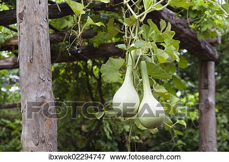 "Bottle gourd, calabash gourd (Lagenaria siceraria), Lycia, Turkey, Asia Minor, Asia" View Large Photo Image Stock Photo - "Bottle gourd, calabash gourd (Lagenaria siceraria), Lycia, Turkey, Asia Minor, Asia". Fotosearch