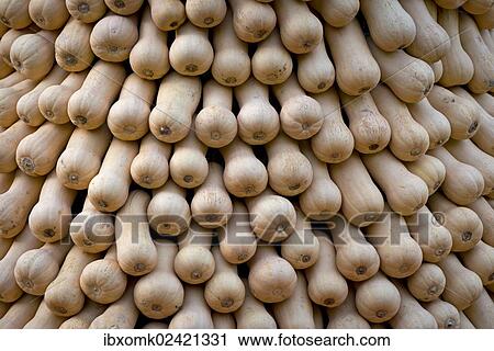 "Bottle gourds, opo squashes or long melons (Lagenaria siceraria), calabash, Baden-Wuerttemberg, Germany, Europe" View Large Photo Image Stock Image - "Bottle gourds, opo squashes or long melons (Lagenaria siceraria), calabash, Baden-Wuerttemberg, Germany, Europe". Fotosearch