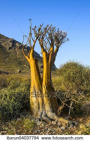 "Bottle Tree (Adenium obesum) in bloom, endemic species, Socotra, Yemen, Asia" View Large Photo Image Picture - "Bottle Tree (Adenium obesum) in bloom, endemic species, Socotra, Yemen, Asia". Fotosearch