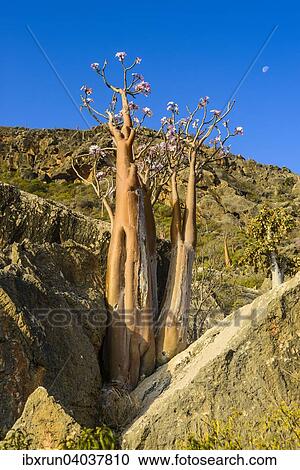 "Bottle Tree (Adenium obesum) in bloom, endemic species, Socotra, Yemen, Asia" View Large Photo Image Stock Image - "Bottle Tree (Adenium obesum) in bloom, endemic species, Socotra, Yemen, Asia". Fotosearch