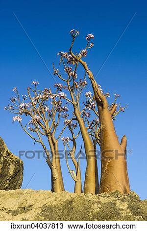 "Bottle Tree (Adenium obesum) in bloom, endemic species, Socotra, Yemen, Asia" View Large Photo Image Stock Image - "Bottle Tree (Adenium obesum) in bloom, endemic species, Socotra, Yemen, Asia". Fotosearch