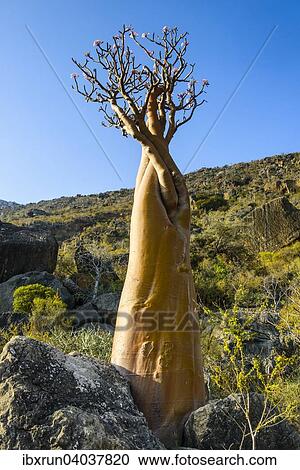 "Bottle Tree (Adenium obesum) in bloom, endemic species, Socotra, Yemen, Asia" View Large Photo Image Stock Image - "Bottle Tree (Adenium obesum) in bloom, endemic species, Socotra, Yemen, Asia". Fotosearch