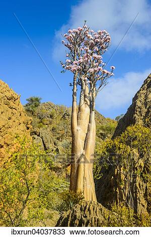 "Bottle Tree (Adenium obesum) in bloom, endemic species, Socotra, Yemen, Asia" View Large Photo Image Stock Image - "Bottle Tree (Adenium obesum) in bloom, endemic species, Socotra, Yemen, Asia". Fotosearch