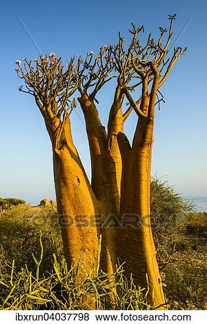 "Bottle Tree (Adenium obesum) in bloom, endemic species, Socotra, Yemen, Asia" View Large Photo Image Stock Photo - "Bottle Tree (Adenium obesum) in bloom, endemic species, Socotra, Yemen, Asia". Fotosearch