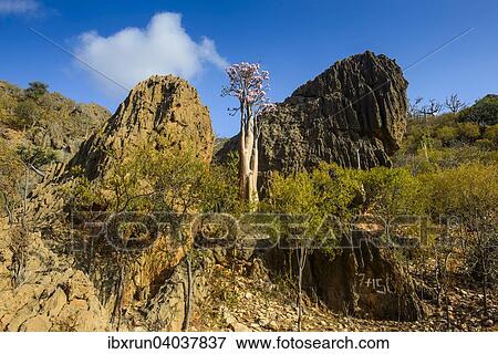 Stock Photo - "Bottle Tree (Adenium obesum) in bloom, endemic species, Socotra, Yemen, Asia". Fotosearch
