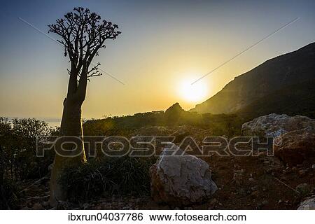 "Bottle Tree (Adenium obesum) in bloom, endemic species, Socotra, Yemen, Asia" View Large Photo Image Stock Photograph - "Bottle Tree (Adenium obesum) in bloom, endemic species, Socotra, Yemen, Asia". Fotosearch
