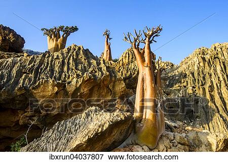 "Bottle Trees (Adenium obesum) in bloom, endemic species, Socotra, Yemen, Asia" View Large Photo Image Stock Photo - "Bottle Trees (Adenium obesum) in bloom, endemic species, Socotra, Yemen, Asia". Fotosearch