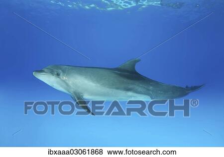 "Bottlenose dolphin (Tursiops truncatus), Dolphinarium, Odessa, Odessa Oblast, Ukraine, Europe" View Large Photo Image Stock Photo - "Bottlenose dolphin (Tursiops truncatus), Dolphinarium, Odessa, Odessa Oblast, Ukraine, Europe". Fotosearch
