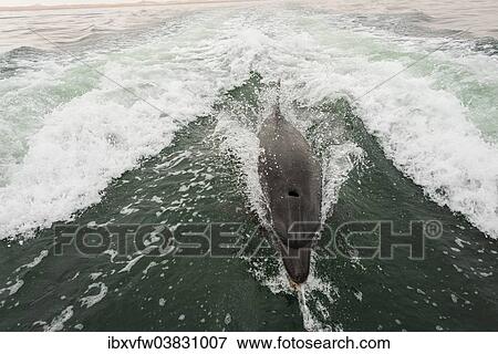 "Bottlenose dolphin (Tursiops truncatus) in Walvis Bay, Erongo Region, Namibia, Africa" View Large Photo Image Stock Photo - "Bottlenose dolphin (Tursiops truncatus) in Walvis Bay, Erongo Region, Namibia, Africa". Fotosearch