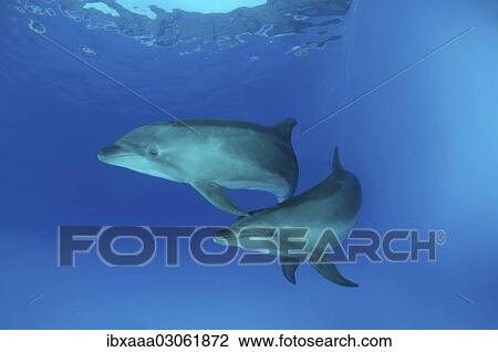 "Bottlenose Dolphins (Tursiops truncatus), dolphinarium, Odessa, Odessa Oblast, Ukraine, Europe" View Large Photo Image Stock Image - "Bottlenose Dolphins (Tursiops truncatus), dolphinarium, Odessa, Odessa Oblast, Ukraine, Europe". Fotosearch
